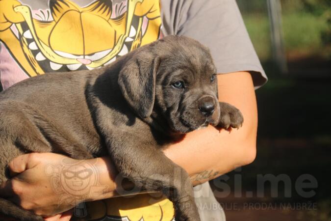 Cane corso 