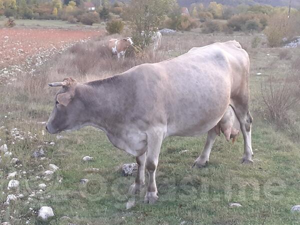 Prodaja