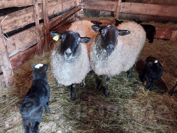 Prodajem 2 romanovske ovce sa jagnjadima