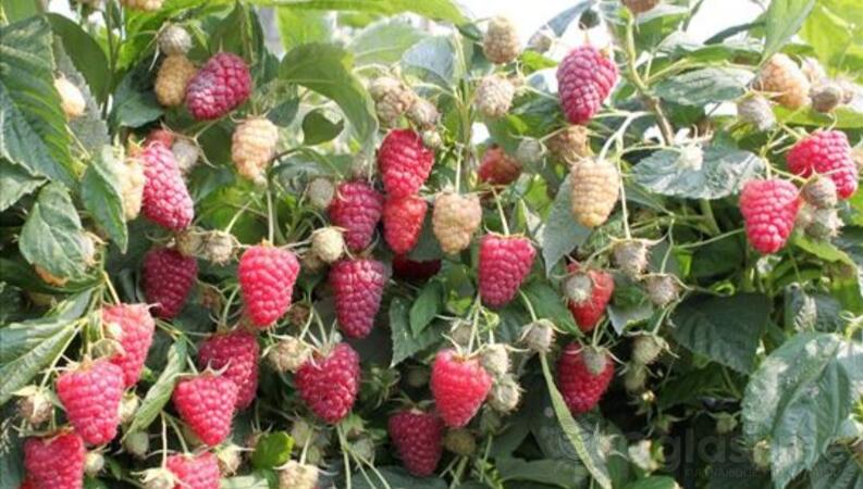 Vilamet i Polka sadnice malina