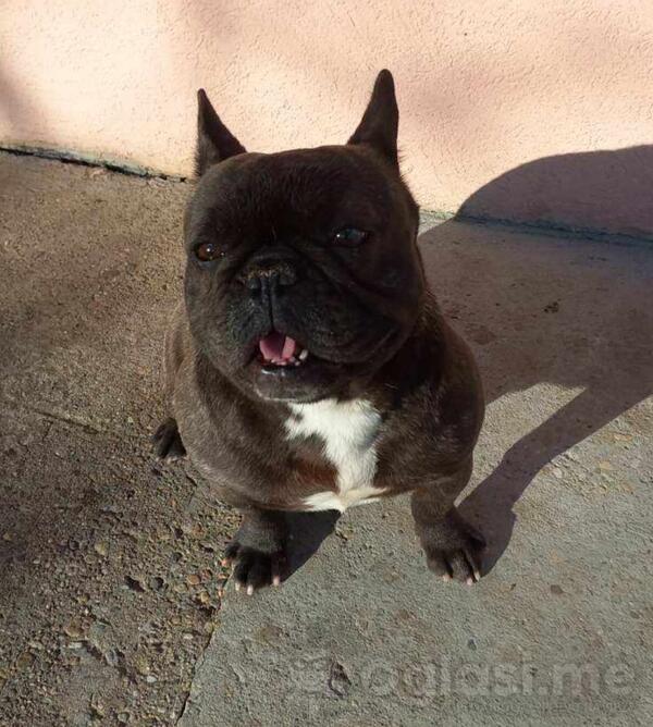 Francuski buldog 