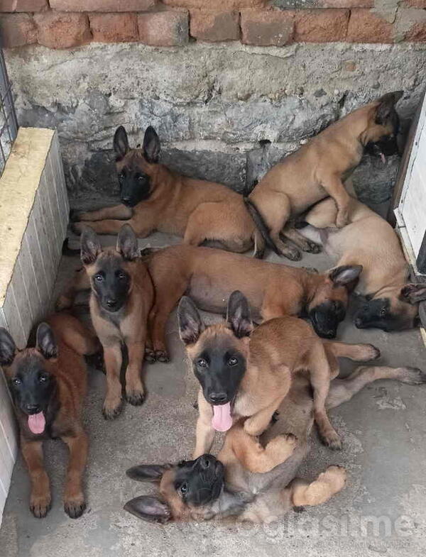 Belgijski Ovcar - Malonoa, stenci muski u ponudi