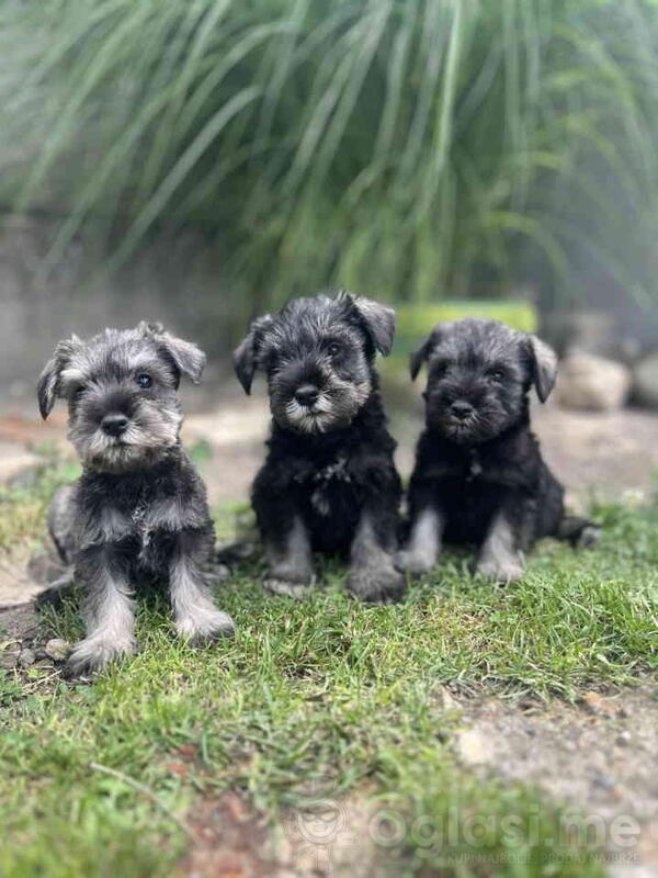 Patuljasti Šnaucer Miniature Schnauzer  