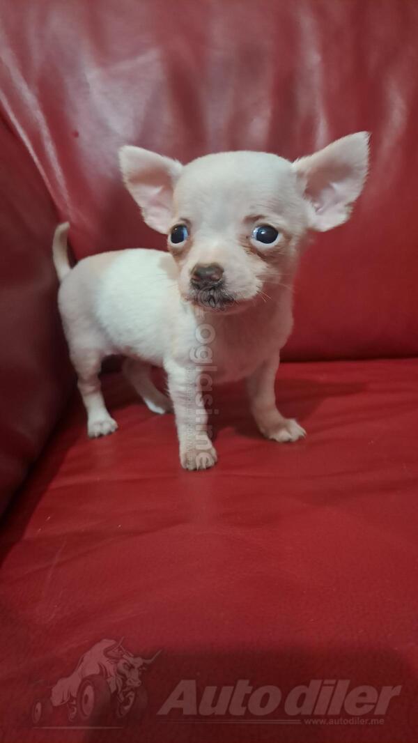 Civave (chihuahua)