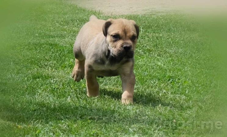 Boerboel Južnoafrički mastif stenci