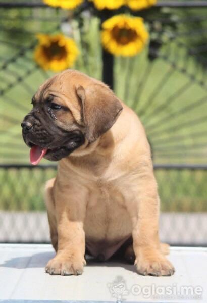 Cane Corso štenci  