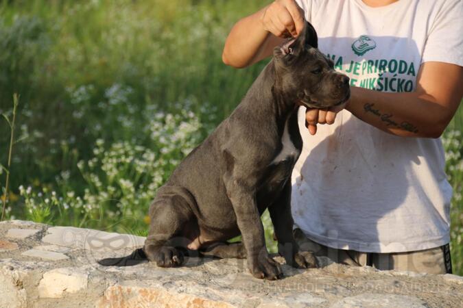 Cane Corso 