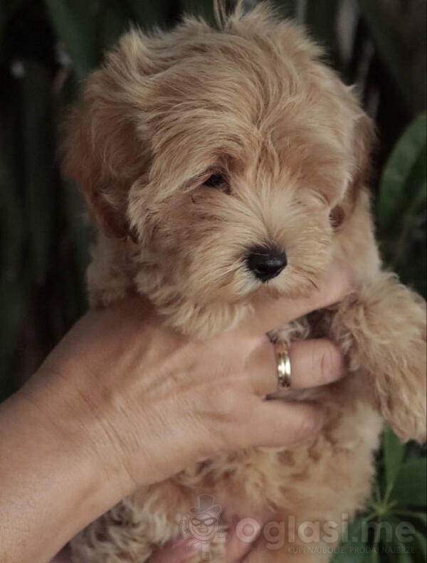 Prelepi štenci Maltipoo spremni su za preuzimanje 