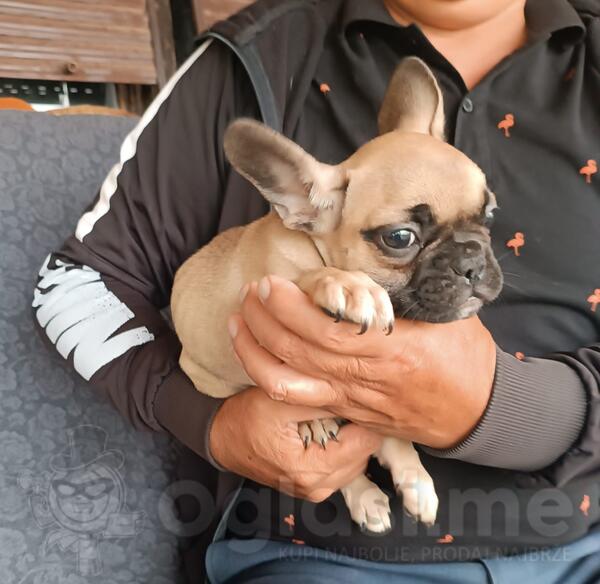 Francuski buldog stene