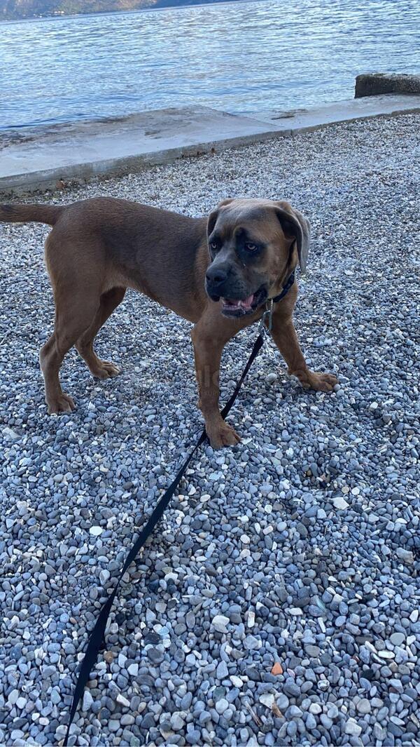 Cane corso stene