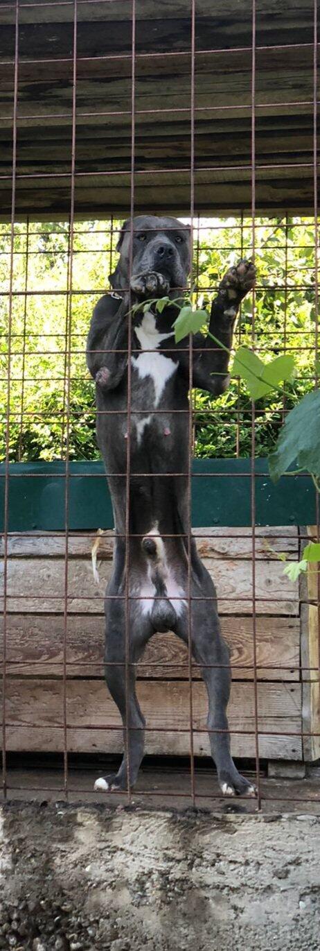 Na prodaju stenad Cane Corso