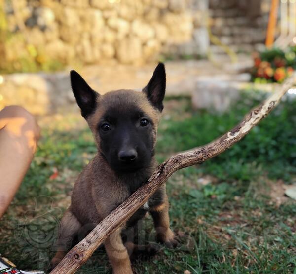 Na prodaju stenci belgijskog ovcara - malinoa. 45 dana - vakcinisani , ocisceni od parazita. Budva. Kontak 068333222