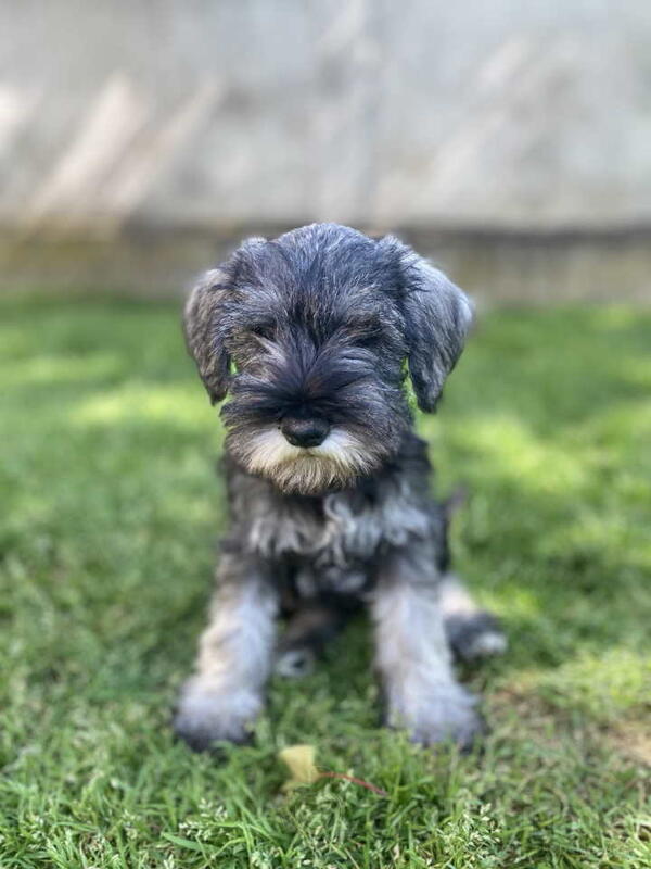 Patuljasti Šnaucer Miniature Schnauzer 