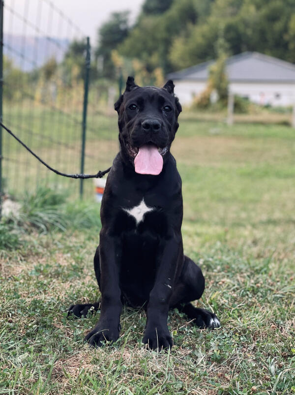 Cane Corso Zenka