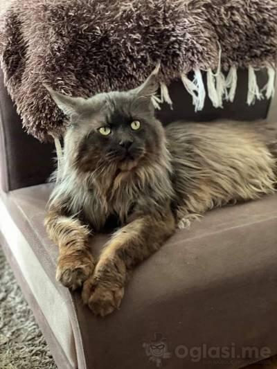 Maine coon zenka