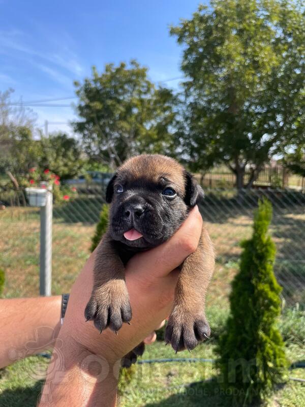 CANE CORSO štenci