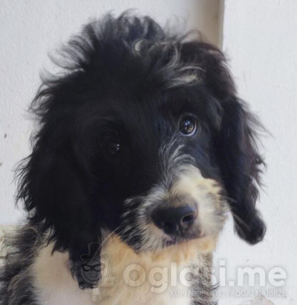 Australian Labradoodle puppies