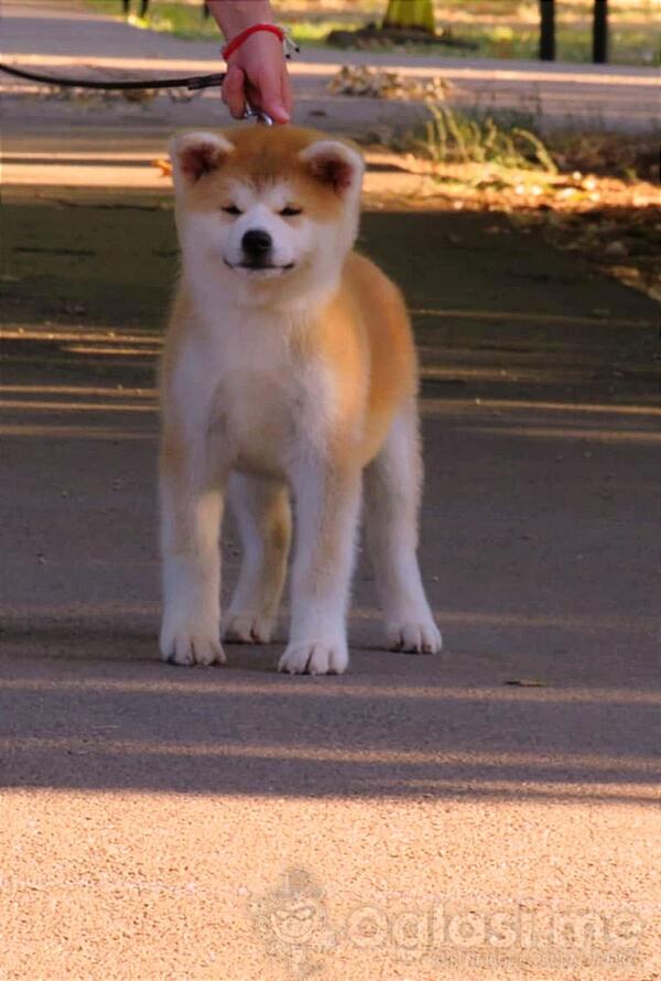 Akita inu zenkice