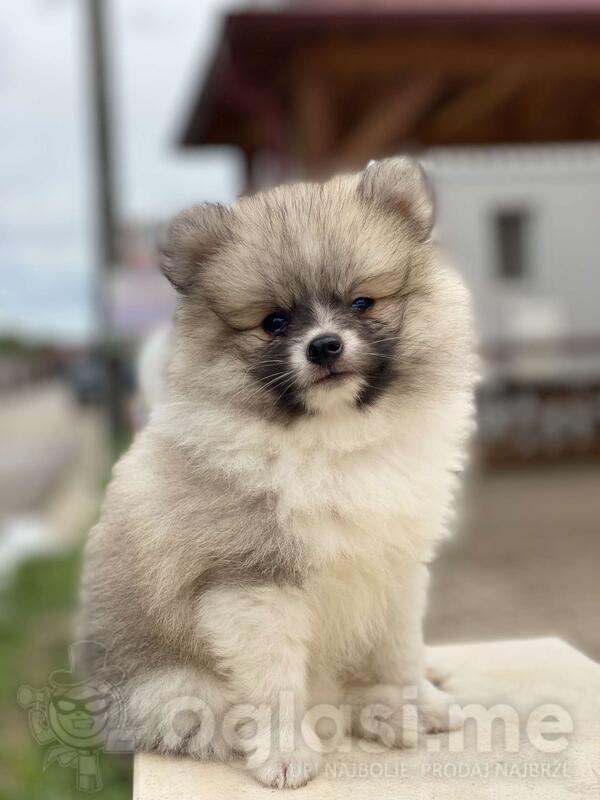 Pomeranac