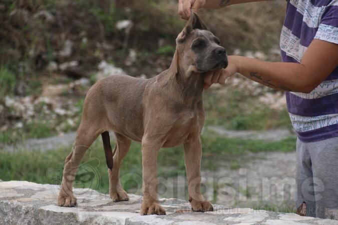 Cane Corso