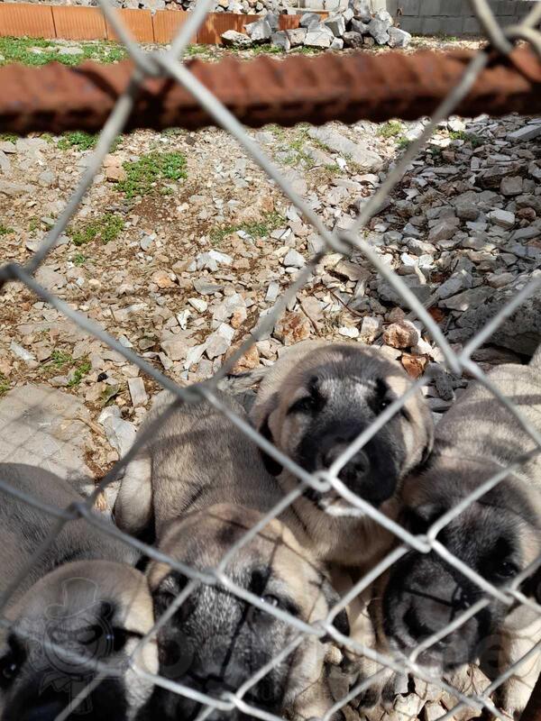 Turski kangal štenci 