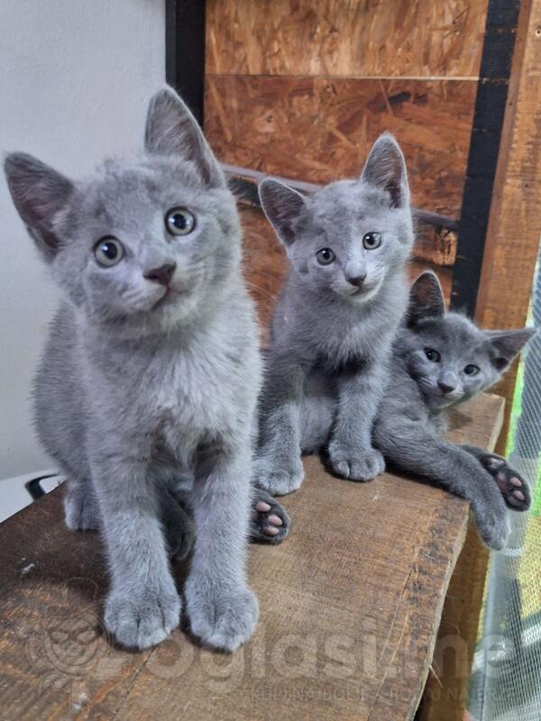 Prodajem ruske plave mačiće