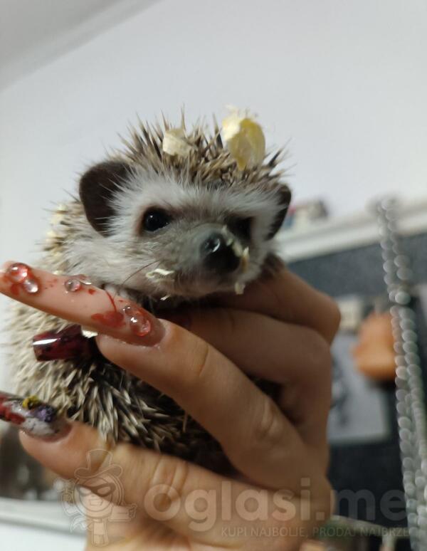 Afrički patuljasti jež