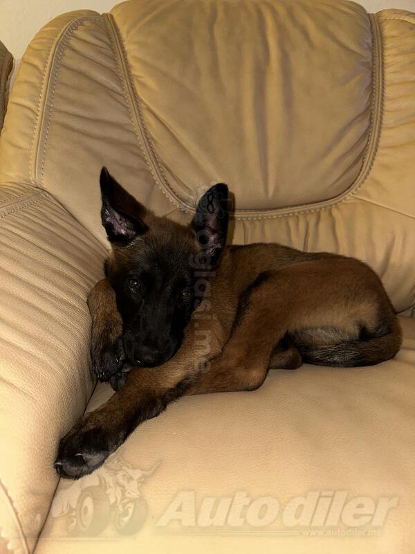 Malinoa, Belgijski ovčar star 3 mjeseca kupljen u Hrvatsku plaćen 900 eura sa hrvatskim pasošem 