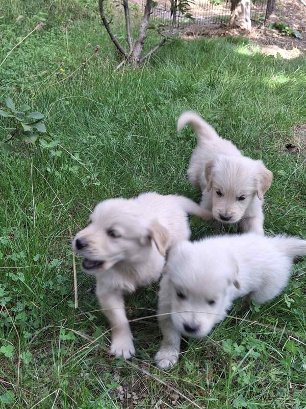 Stenad zlatnog retrivera