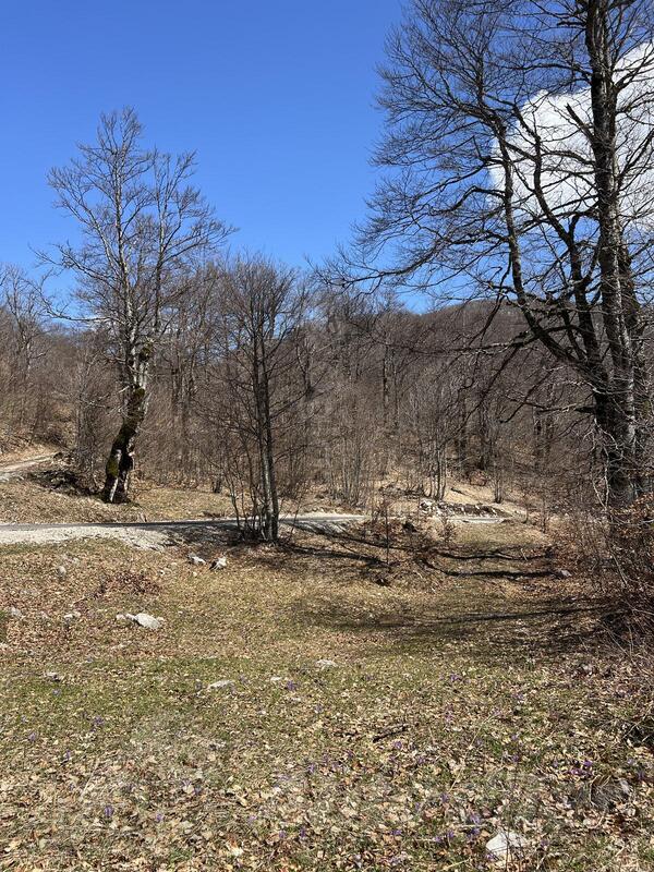 Građevinsko zemljište 7000m2 - Mojkovac - > Okolina grada