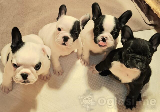 Francuski Buldog prelepi štenci  
