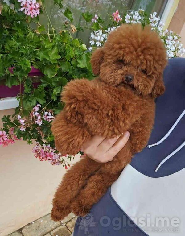 Najmanje pudle, od najlepsih roditelja u Evropi  