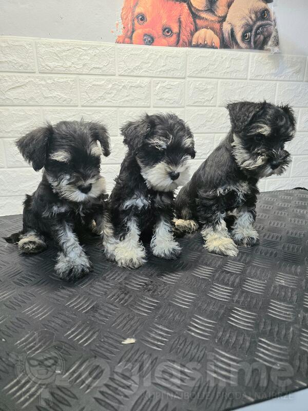 ŠNAUCER (PATULJASTI)