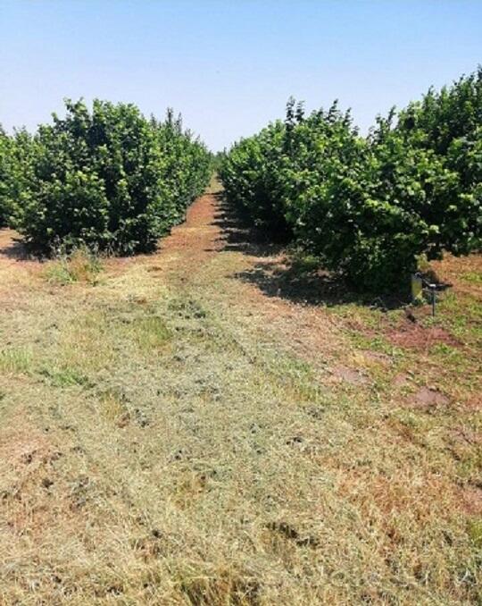 Poljoprivredno zemljište 47000m2 - Subotica - Bački Vinogradi