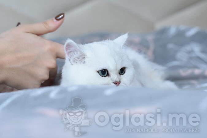 Britanska mačka - vrhunski mačići sa rodovnikom