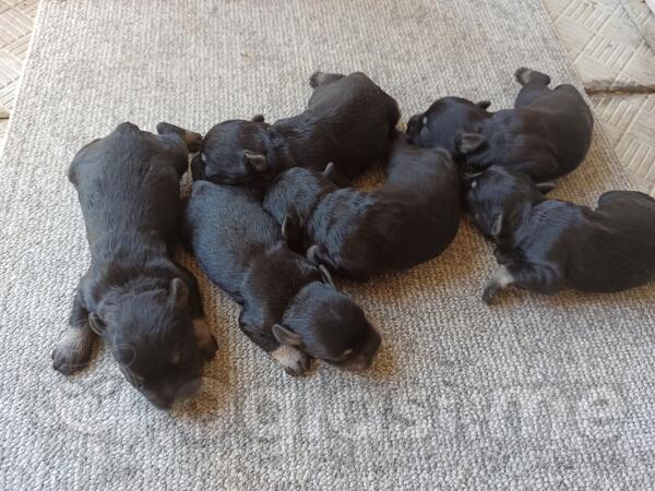 Štenci crno srebrni šnaucer