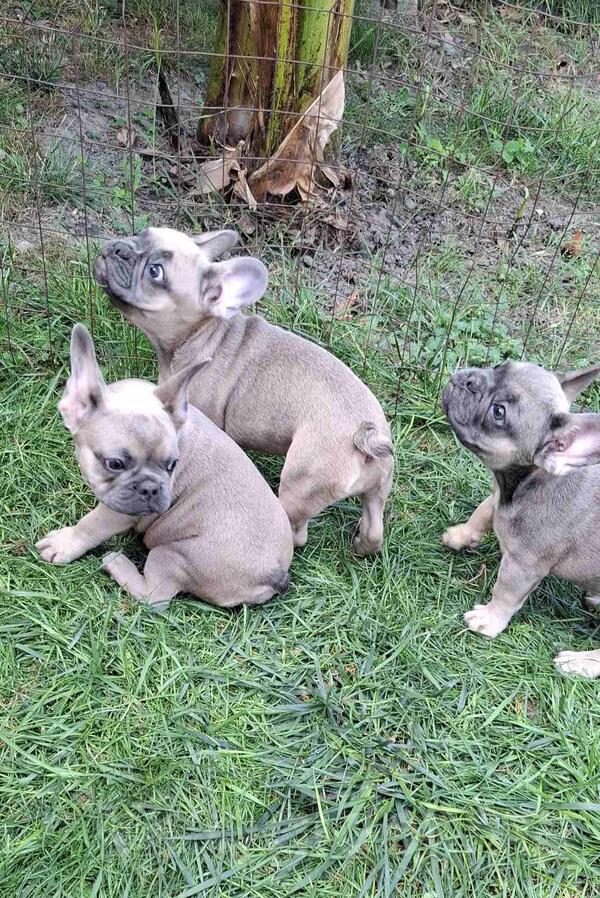 Psi vise rasa u ponudi