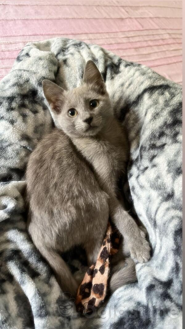 Prodajem persiske macke i ruske macke