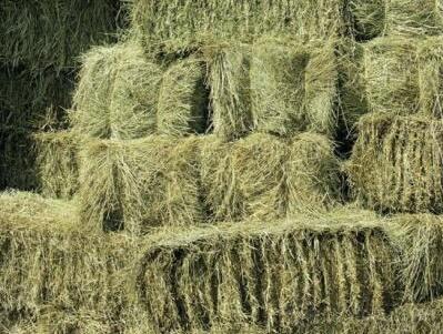 Prodajem balirano sijeno