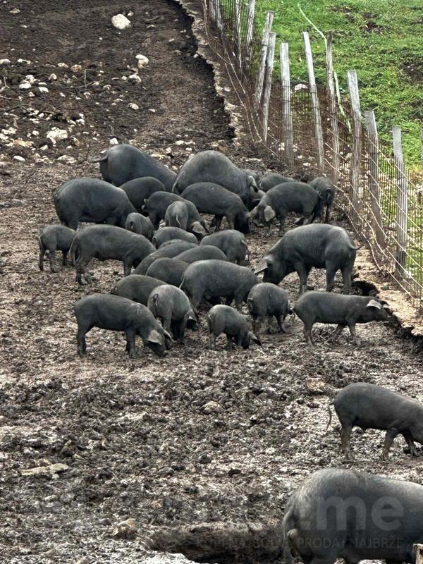 Svinje - Moravke - Sa papirima - Visoko sprasne