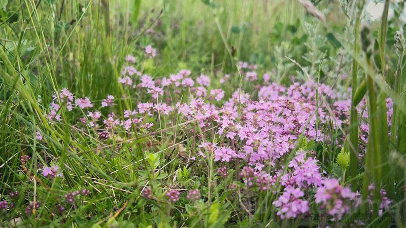 Poljoprivredno zemljište 30905m2 - Mojkovac - Lepenac