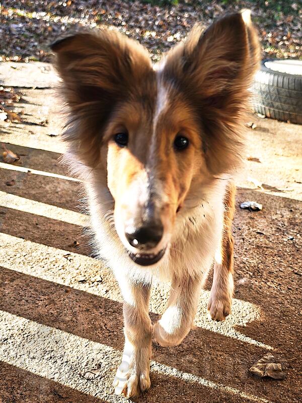 POVOLJNO! Prodaje se  ženka škotskog ovčara.
