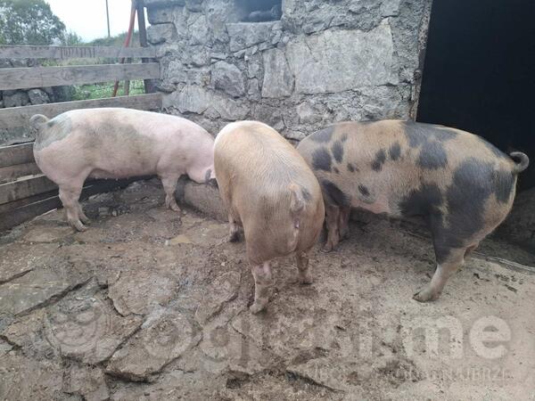 Prodajem domaca prasad 150kg selo Bratonozici-Bolesestra  Tel 063459911