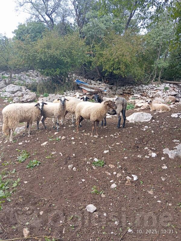 Prodajem ovce i ovna,starosti do 2 i po godine,sorta pramenka.