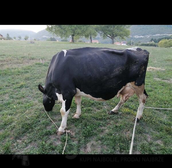 Prodajem mlade krave, jedna sa teletom