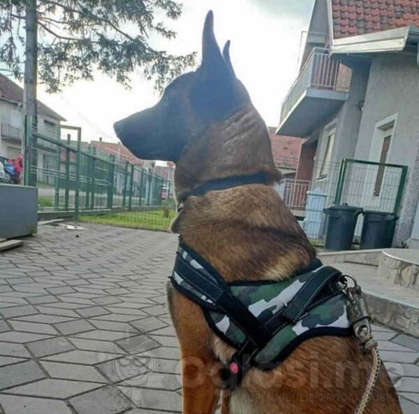 Belgijski ovčar MALINOA štenci