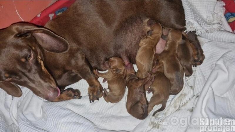 Prodajem stence cokoladnog jazavicara