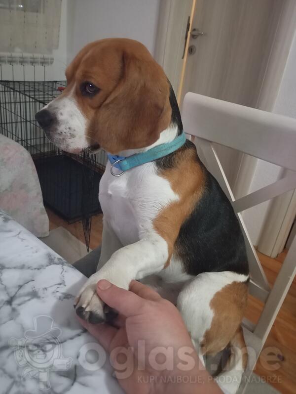 Muzijak bigla spreman za parenje