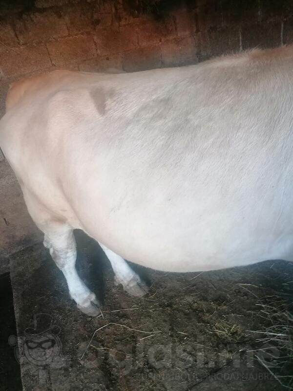 Prodaja jalove krave vrhunskog kvaliteta