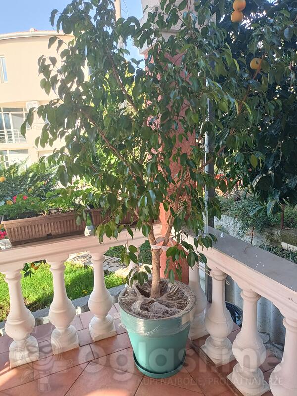 Prodajemlepo drvo Benđamin fikusa.